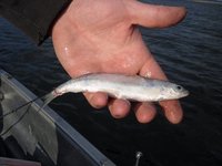 SDC15635 - Kopie.JPG