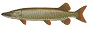 muskellunge_pike.jpg