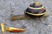 Schnecke_1.jpg