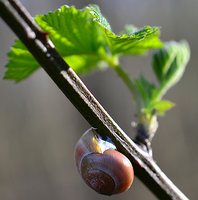 Schnecke_2.jpg