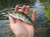 Squad Minnow Lippe Barsch.jpg