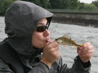 Barsche ärgern (-;IMG_1196.jpg