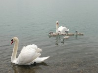 comp_2012-07-01-044.jpg