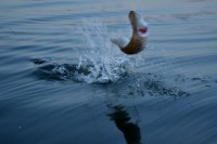 DSC_2643-001 (640x424).jpg