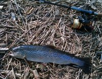 IMAG0102 (350x273).jpg