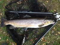 Seeforelle Möhne.jpg