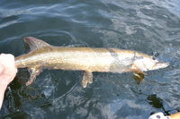 DSC_0002 (FILEminimizer).JPG