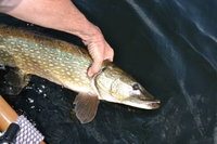 DSC_0003 (FILEminimizer).JPG