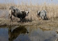 2015-03-21--14 Donaudelta.JPG