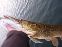 105 cm vom 22.05.15.jpg