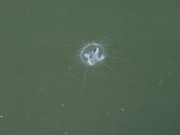 Süßwasserqualle-1.jpg