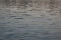 IMG_6468.JPG