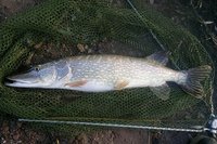 comp_2012-11-02-82cm (2).jpg