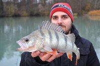 Drop Shot Barsch.jpg