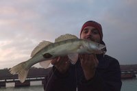 Drop Shot Zander.jpg