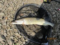 IMG_1038 (570x428).jpg