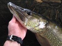 pike02122016.jpg