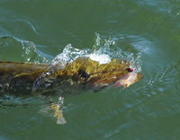 1-DSC_3765.JPG