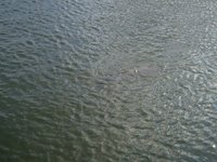 NL Yachthafen-Angeln 030 [640x480].JPG